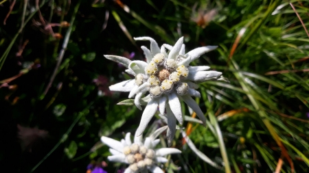 5 martie, Ziua Florii de colț (Leontopodium alpinum), denumită şi ”floarea-reginei”