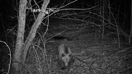 Imagini spectaculoase cu fauna sălbatică, surprinse în Cheile Lăpușului