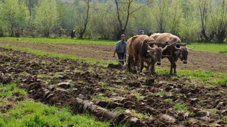 Ieșirea la arat, obiceiuri și credințe din satele maramureșene