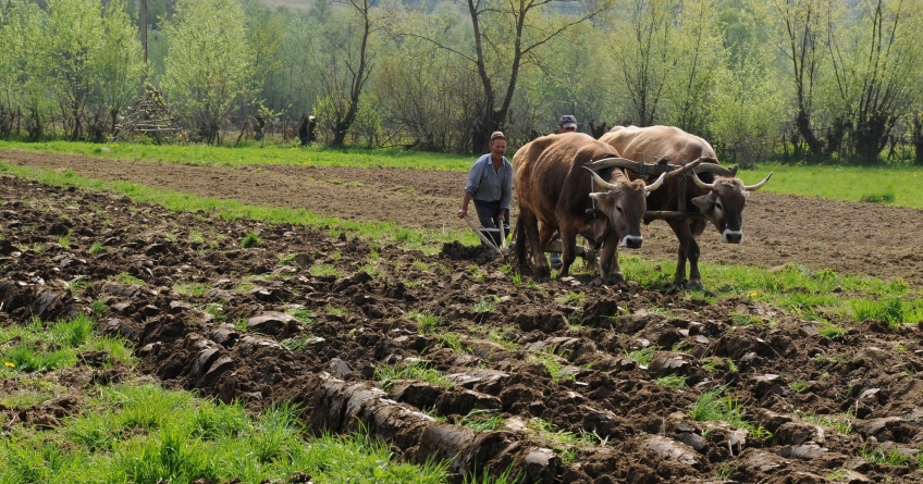 Ieșirea la arat, obiceiuri și credințe din satele maramureșene