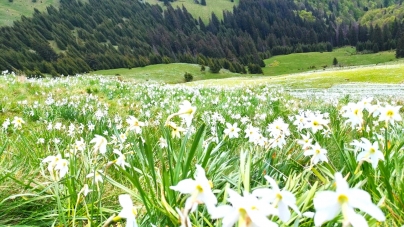 Un covor alb de narcise îi așteaptă pe iubitorii de natură în Parcul Național Munții Rodnei