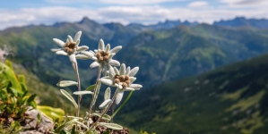 Floarea-de-colț, monument al naturii, reprezintă simbolul iubirii și purității