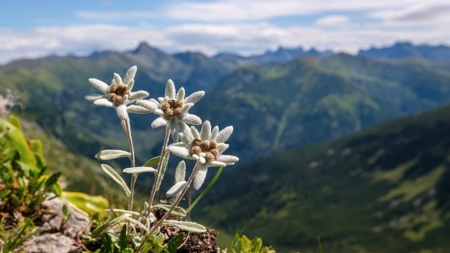 Floarea-de-colț, monument al naturii, reprezintă simbolul iubirii și purității