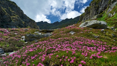 A început să înflorească rhododendronul în Maramureș