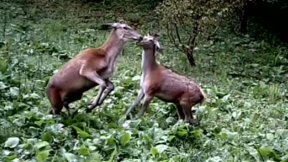 Ciutele și cerbii întregesc și animă peisajul mirifc al Parcului Național Munții Rodnei