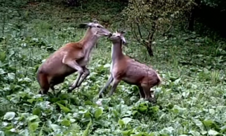 Ciutele și cerbii întregesc și animă peisajul mirifc al Parcului Național Munții Rodnei