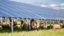 Modificări la proiectul instalării de panouri fotovoltaice în ferme, cu bani europeni