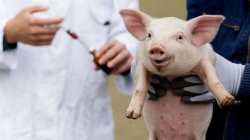 Se lucrează la vaccinul împotriva pestei porcine