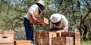APIA primește cereri de plată pentru sectorul apicol 2024