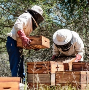 APIA primește cereri de plată pentru sectorul apicol 2024