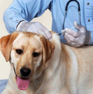 Sterilizări gratuite pentru câini la Dispensarul veterinar Groși