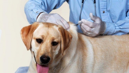 Sterilizări gratuite pentru câini la Dispensarul veterinar Groși