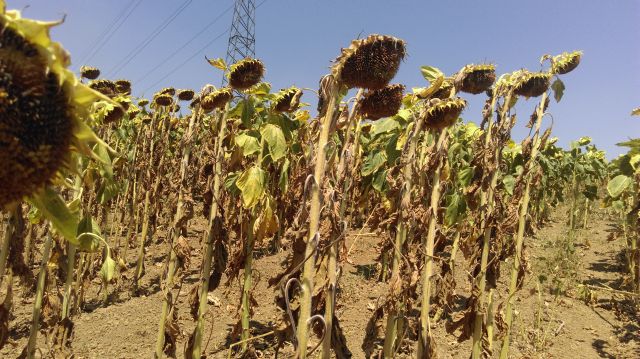 Fermierii afectați de secetă vor fi despăgubiți