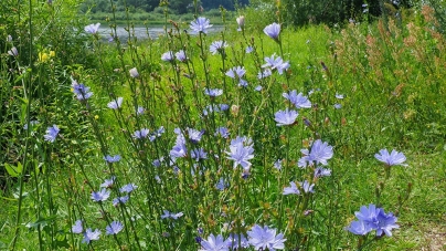 Cicoarea, planta miraculoasă de pe marginea drumului