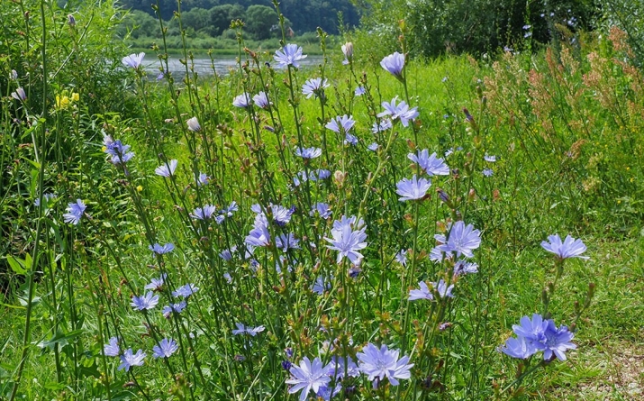 Cicoarea, planta miraculoasă de pe marginea drumului