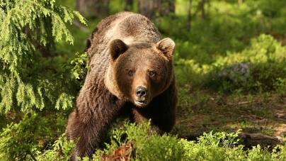 Cum reacționăm atunci când ne întâlnim cu ursul în pădure