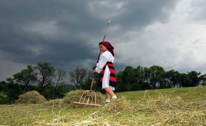 Strânsul fânului, un vechi ritual în Maramureș