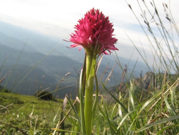 Legenda florii Sângele voinicului