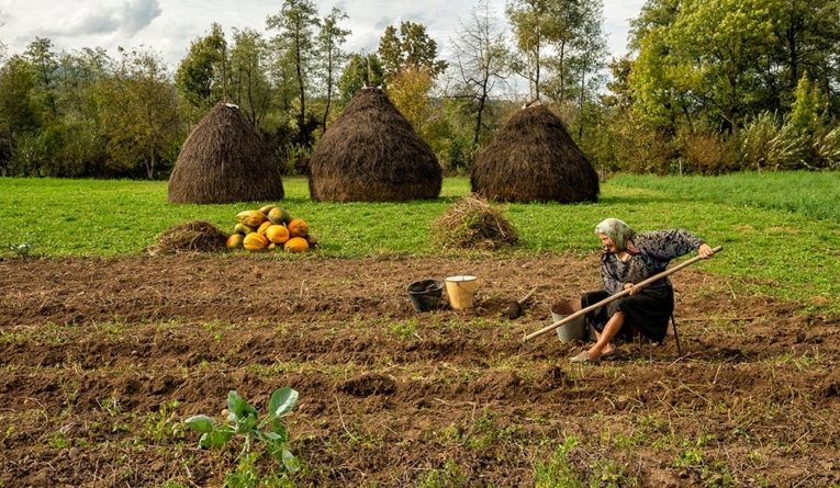 La cei 98 de ani ai săi, mătușa Dochia din Maramureș încă muncește pământul așa cum a făcut întreaga viață