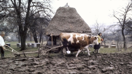 Fotografie de colecție: Gheorghe Pop cu soția la arat, cu plugul de lemn și cu boii, lângă o căsuță acoperită cu paie