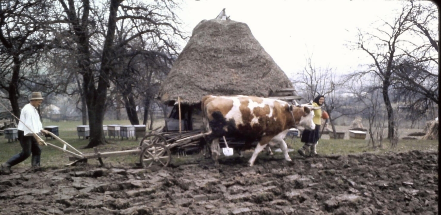 Fotografie de colecție: Gheorghe Pop cu soția la arat, cu plugul de lemn și cu boii, lângă o căsuță acoperită cu paie