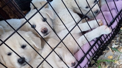 E nevoie urgentă de ajutor pentru animalele abandonate; Echipa „Voluntari Salvați Animalele” din Baia Mare se confruntă zilnic cu zeci de cazuri