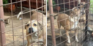 Doi câini așteaptă să fie adoptați de o familie iubitoare