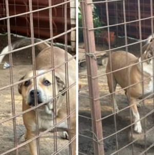 Doi câini așteaptă să fie adoptați de o familie iubitoare