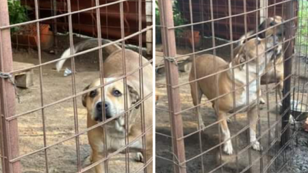 Doi câini așteaptă să fie adoptați de o familie iubitoare