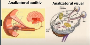 Consultații gratuite la biologie pentru elevii claselor a XII a, de la Liceele cu profil tehnologic