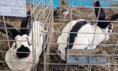 În Baia Mare: Expoziție păsări, iepuri, porumbei și alte animale mici