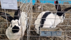 În Baia Mare: Expoziție păsări, iepuri, porumbei și alte animale mici