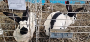 În Baia Mare: Expoziție păsări, iepuri, porumbei și alte animale mici