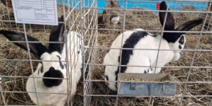 În Baia Mare: Expoziție păsări, iepuri, porumbei și alte animale mici