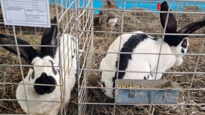 În Baia Mare: Expoziție păsări, iepuri, porumbei și alte animale mici