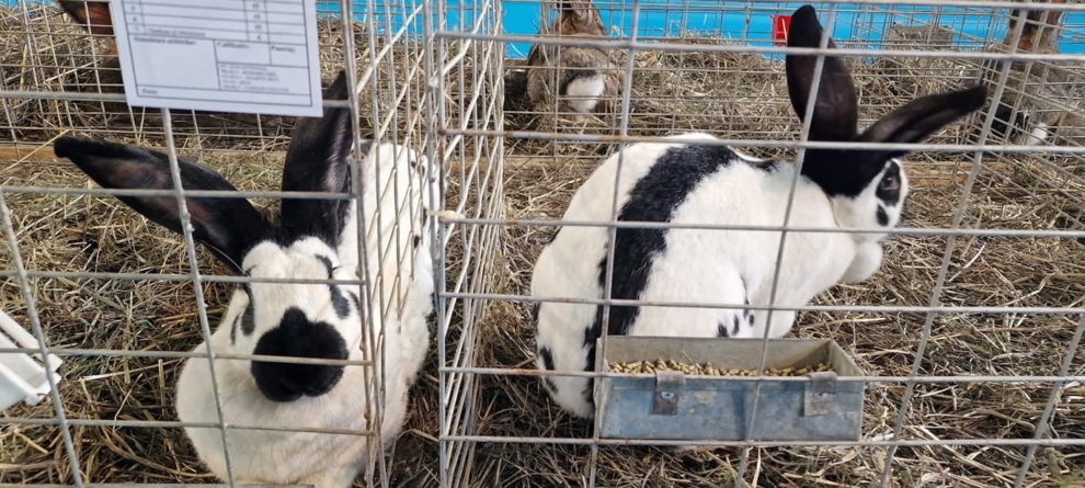 În Baia Mare: Expoziție păsări, iepuri, porumbei și alte animale mici