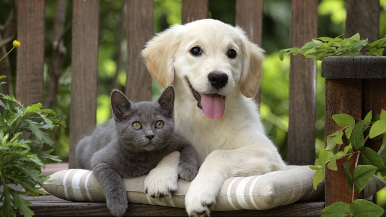 Atelier de nutriție canină și felină în Baia Mare