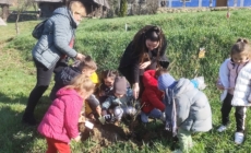 Micuții de la Școala Gimnazială Satulung au plantat flori și pomișori la Muzeul Satului din Baia Mare