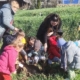 Micuții de la Școala Gimnazială Satulung au plantat flori și pomișori la Muzeul Satului din Baia Mare