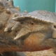 În februarie: Record de vizitatori la Muzeul de Mineralogie; Expoziția „Ultimii dinozauri din Transilvania” a fost atracția principală