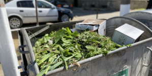 Colectare de deșeuri vegetale în Sighet – între 10 și 14 Martie